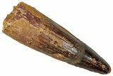 Fossil Spinosaurus Tooth - Real Dinosaur Tooth #350116-1